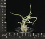 Tillandsia caput medusae