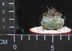 Turbinicarpus
