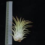Tillandsia ionantha R