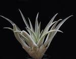 Tillandsia sphaerocephala