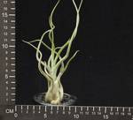 Tillandsia caput medusae