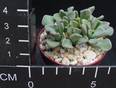Titanopsis calcarea