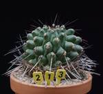Thelocactus rinconensis