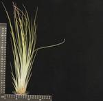 Tillandsia juncea