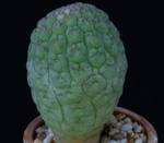 Trichocaulon cactiformis