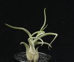 Tillandsia caput medusae