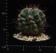 Thelocactus lloydii