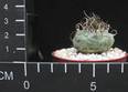 Turbinicarpus