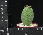 Trichocaulon cactiformis