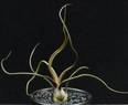 Tillandsia bulbosa