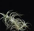 Tillandsia bergerii