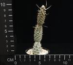 Tephrocactus articulatus v- inermis