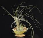 Tillandsia suhi plod2
