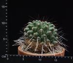 Thelocactus rinconensis