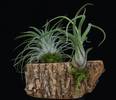 Tillandsia hlod2