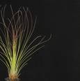Tillandsia juncifolia