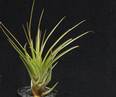 Tillandsia melanocrater