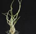 Tillandsia caput medusae