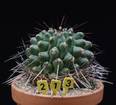 Thelocactus rinconensis
