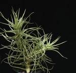 Tillandsia aeranthos