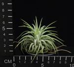 Tillandsia ionantha