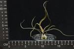 Tillandsia bulbosa