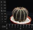 Uebelmannia pectinifera