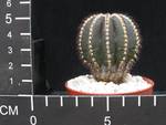 Uebelmannia pectinifera