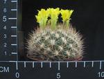Weingartia lanata