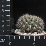 Weingartia neocumingii