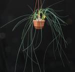 Calibanus hookeri Calibanus hookeri