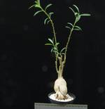 Pachypodium succulentum Pachypodium succulentum