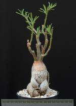 Pachypodium succulentum Pachypodium succulentum