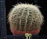 Echinocactus grusonii Echinocactus grusonii