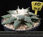 Ariocarpus retusus v. elongatus Ariocarpus retusus v. elongatus