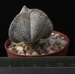 Astrophytum myriostigma v. tricostatum Astrophytum myriostigma v. tricostatum