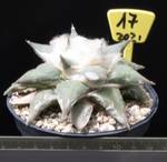 Ariocarpus retusus v. Sierra Paila Ariocarpus retusus v. Sierra Paila