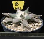 Ariocarpus retusus Ariocarpus retusus