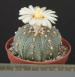 Astrophytum asterias Astrophytum asterias