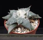 Ariocarpus retusus confusus Ariocarpus retusus confusus