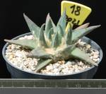 Ariocarpus retusus v. trigonus Ariocarpus retusus v. trigonus