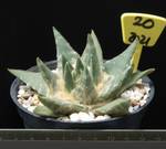 Ariocarpus retusus Ariocarpus retusus