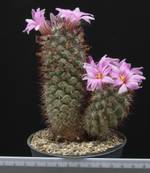 Bartschella schumanii Bartschella schumanii