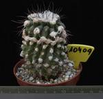 Copiapoa humilis 10409 Copiapoa humilis 10409