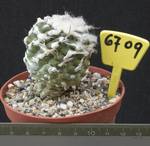 Copiapoa esmeraldana 6709 Copiapoa esmeraldana 6709