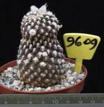 Copiapoa tenuissima 9609 Copiapoa tenuissima 9609