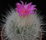 Echinomastus macdowellii Echinomastus macdowellii