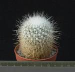 Echinomastus macdowellii Echinomastus macdowellii