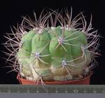 Gymnocalycium mazanense Gymnocalycium mazanense