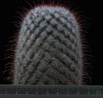 Mammillaria bombycina Mammillaria bombycina